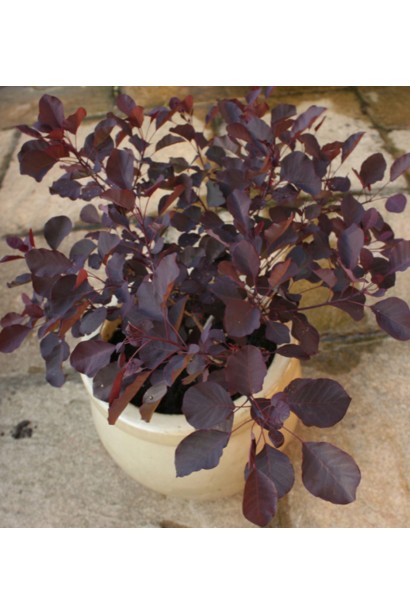 Скумпія Даскі Мейден контейнер